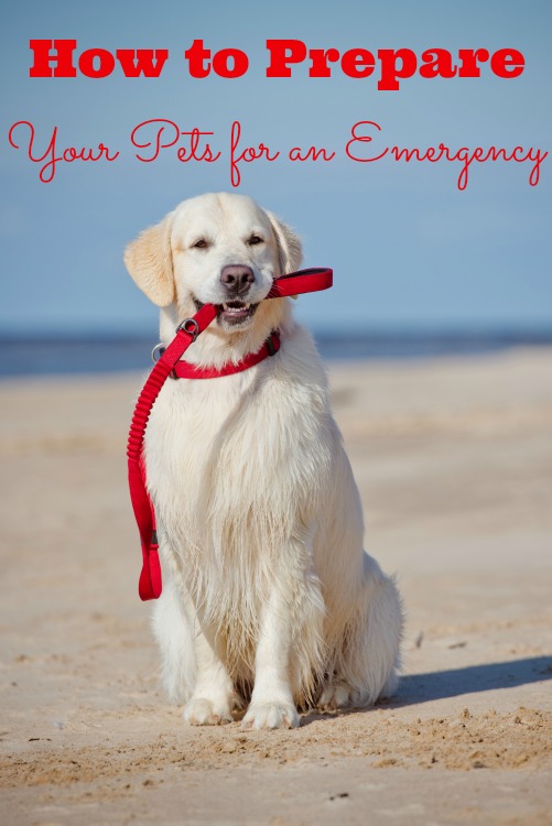 Prepping pets for an emergency 