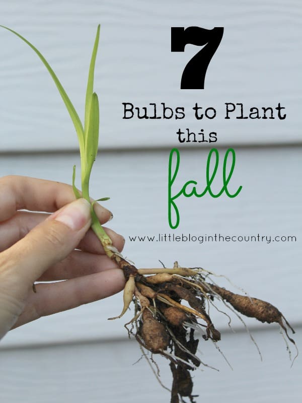 7 Bulbs to Plant this Fall Simple in the Country