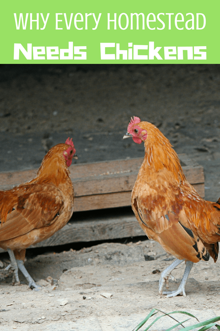 Why Every Homestead Needs Chickens Simple in the Country