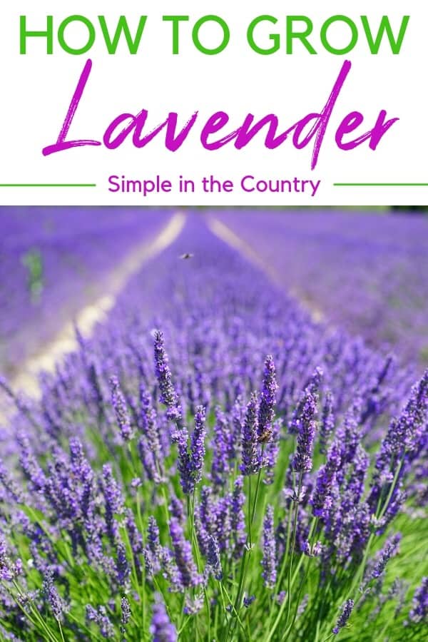 How to Grow Lavender and What to do With It | Simple in the Country