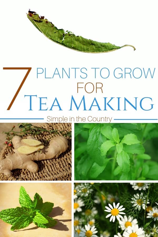 7 Plants to Grow for Medicinal Tea Making Simple in the Country