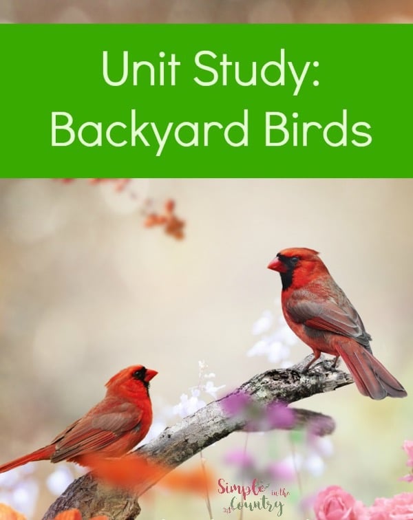 Cardinals on a perch backyard birds unit study