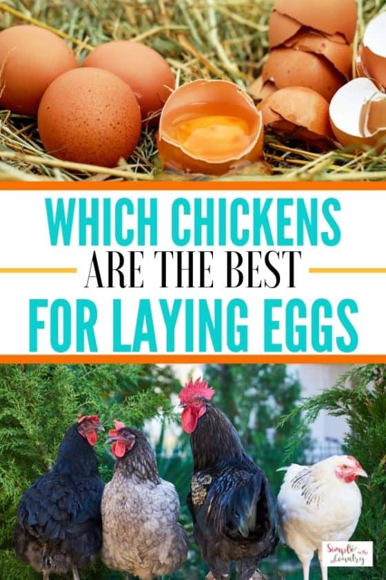 Which Chickens are the Best Egg Layers Simple in the Country